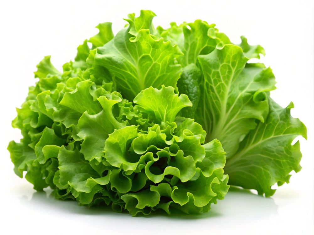 lettuce leaves for breakfast or lunch salad on white background