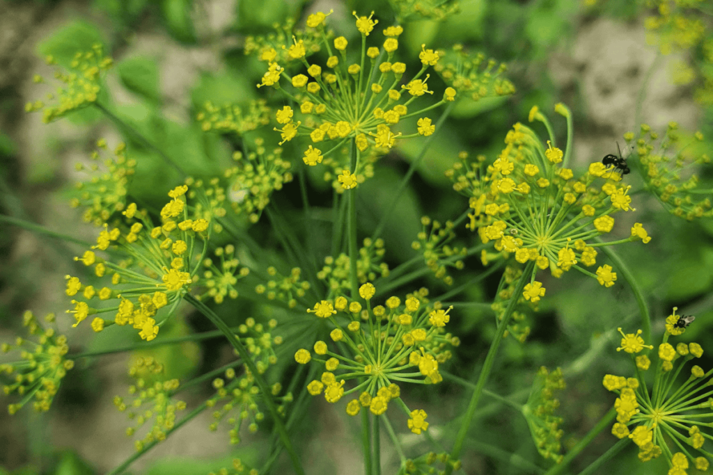 Fennel Seeds